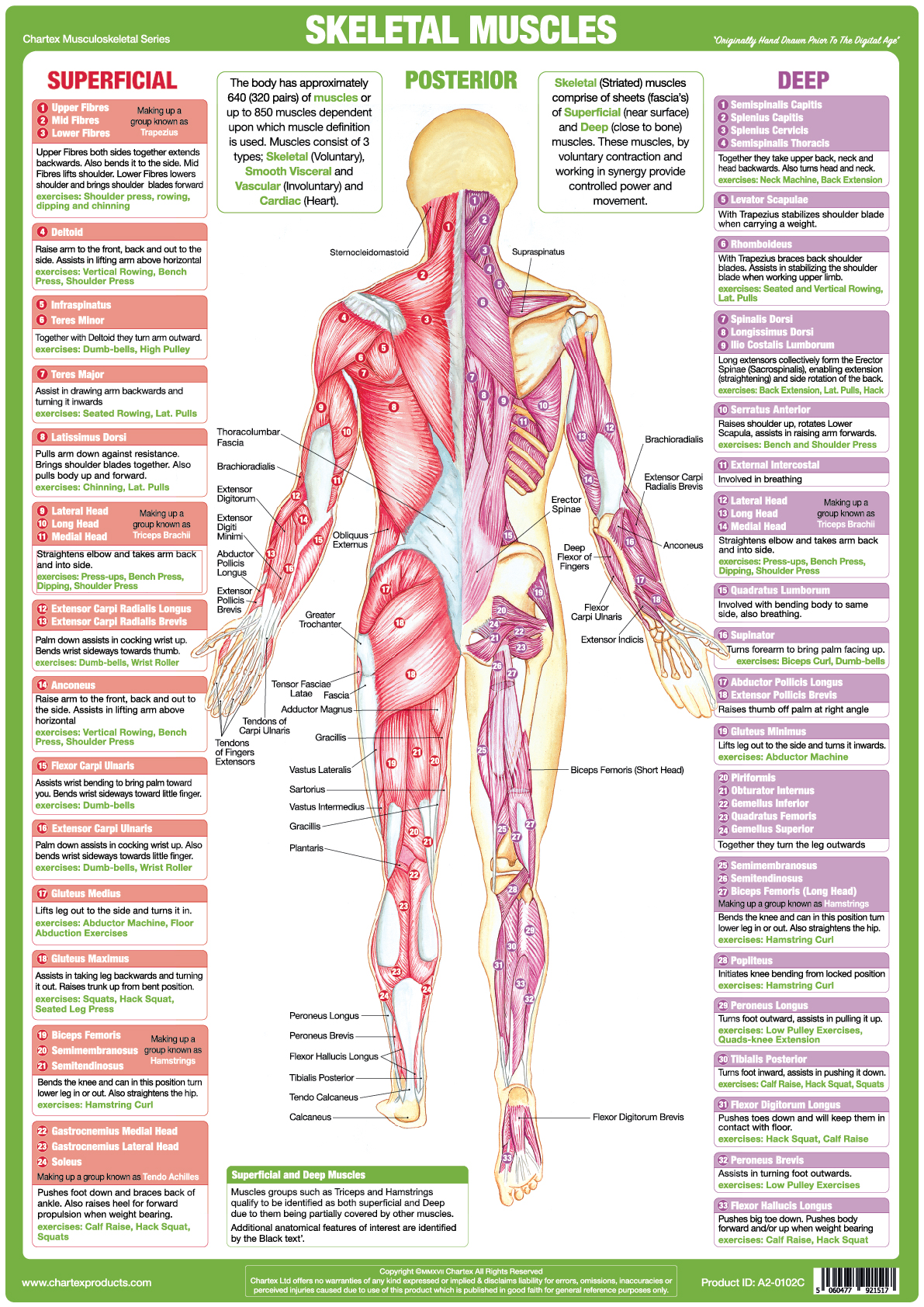 Skeletal Muscles - Posterior - A1 Chart