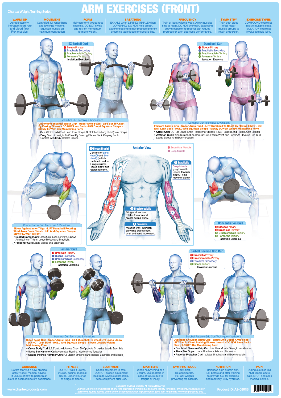 Arm Muscles (Front) Weight Training - A1 Chart