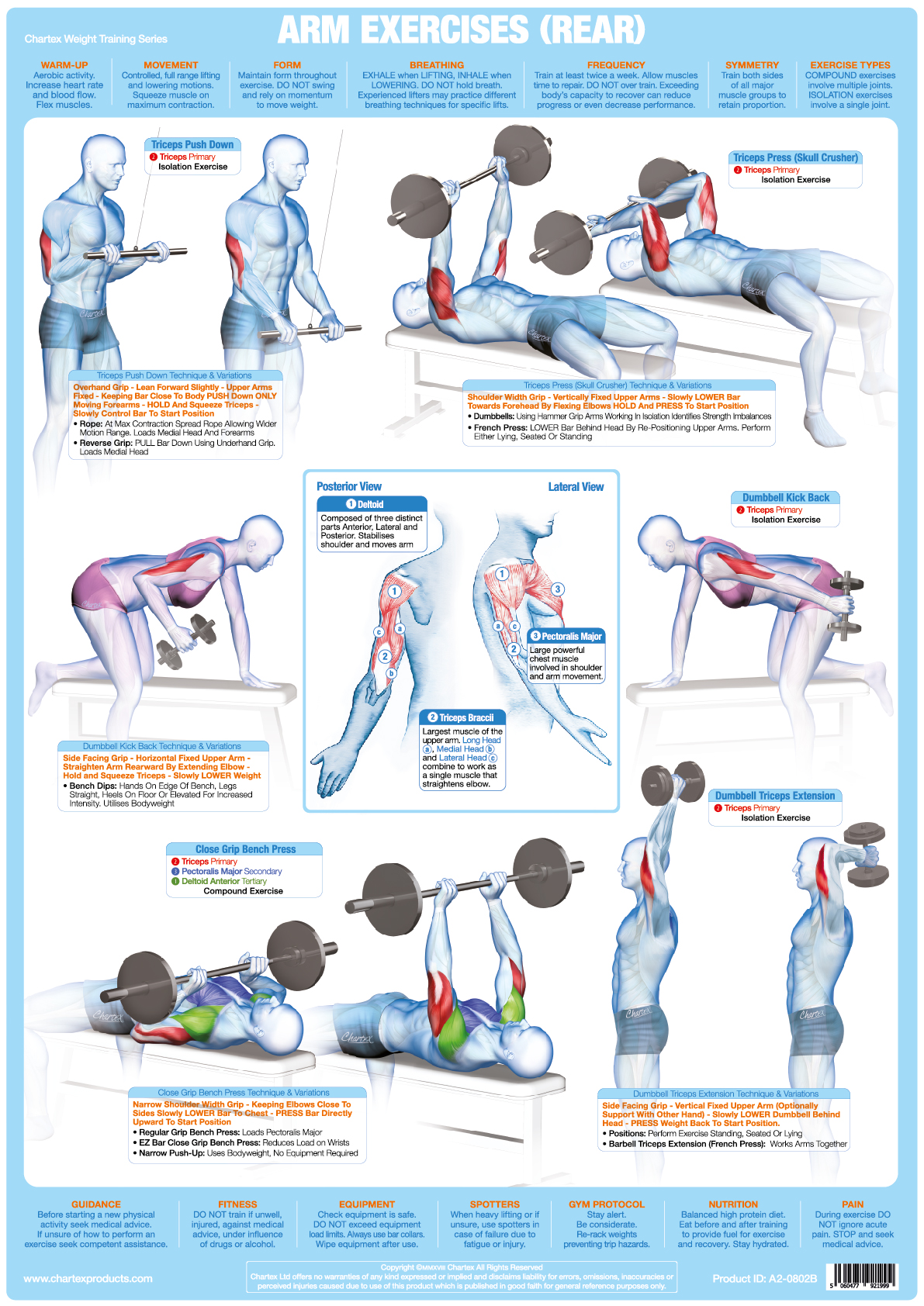 Arm Muscles (Rear) Weight Training - A1 Chart