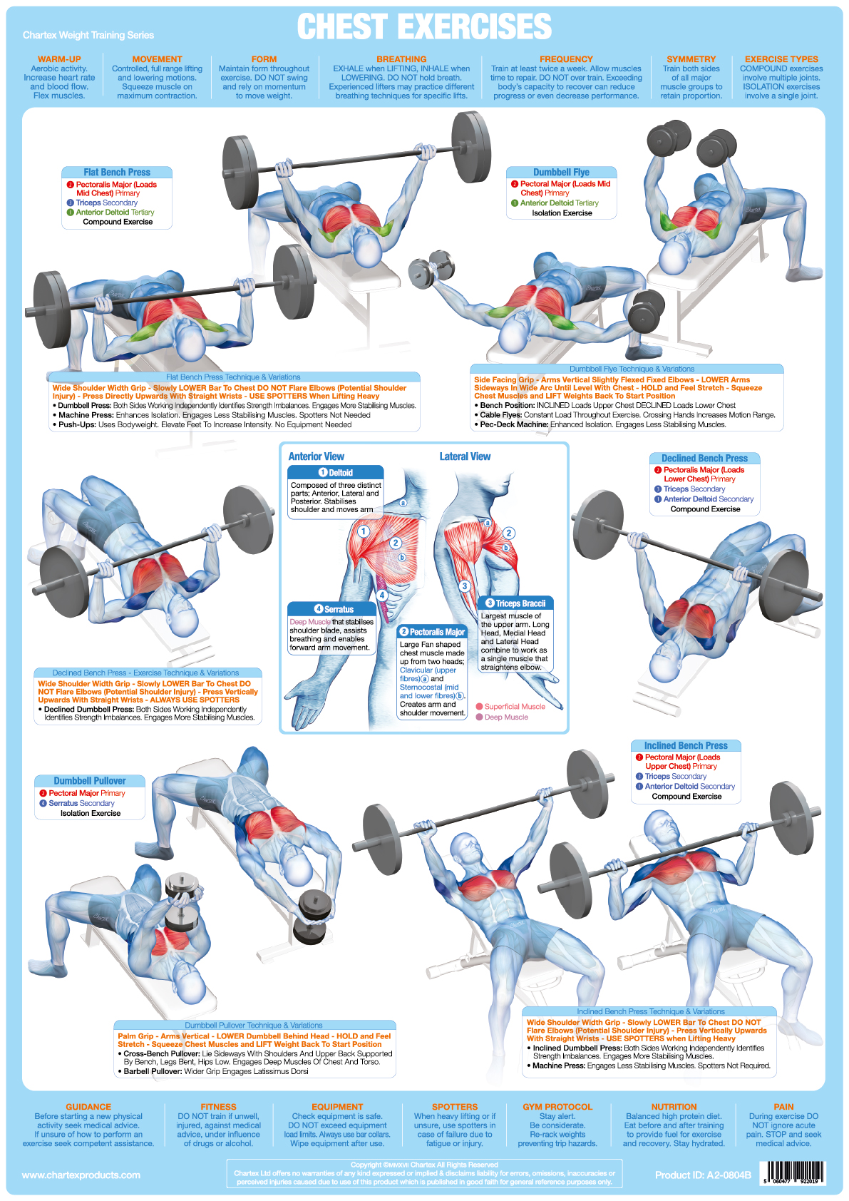 Chest Muscles Weight Training - A1 Chart