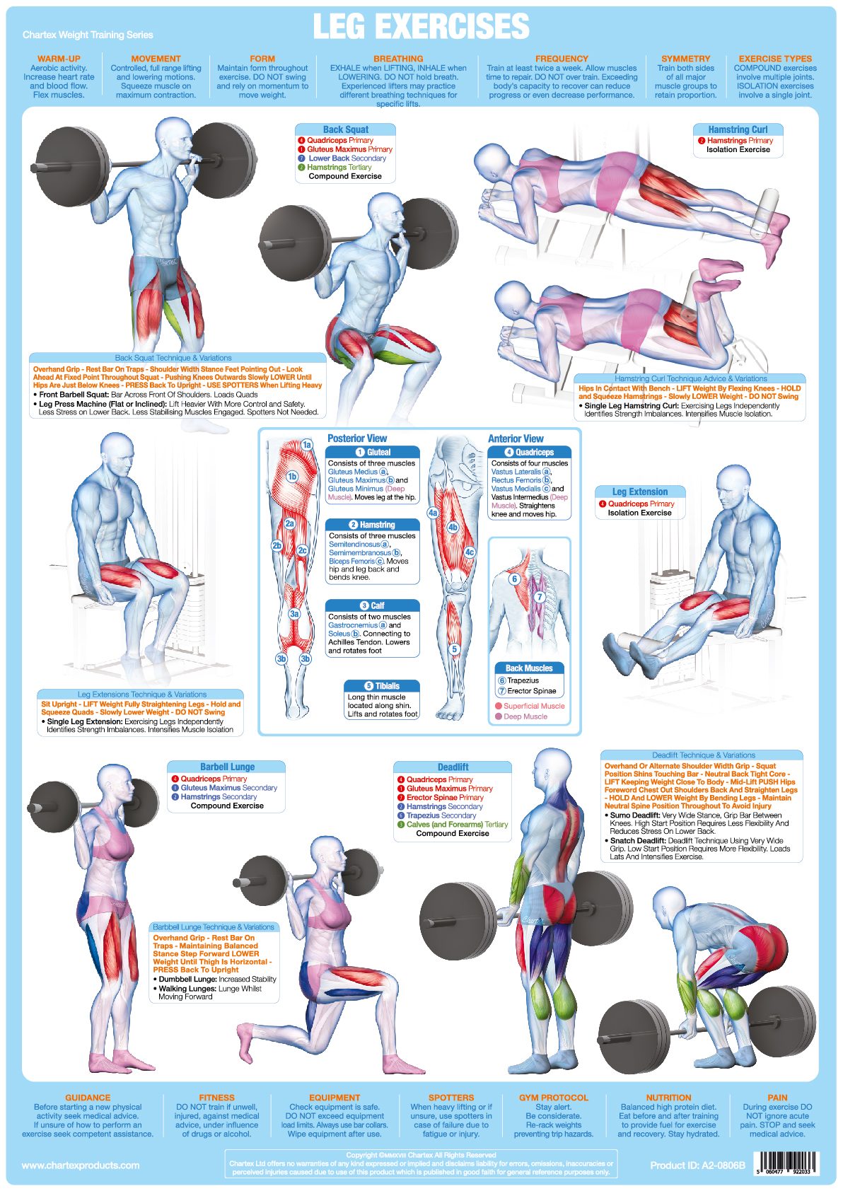 Leg Muscles Weight Training - A1 Chart