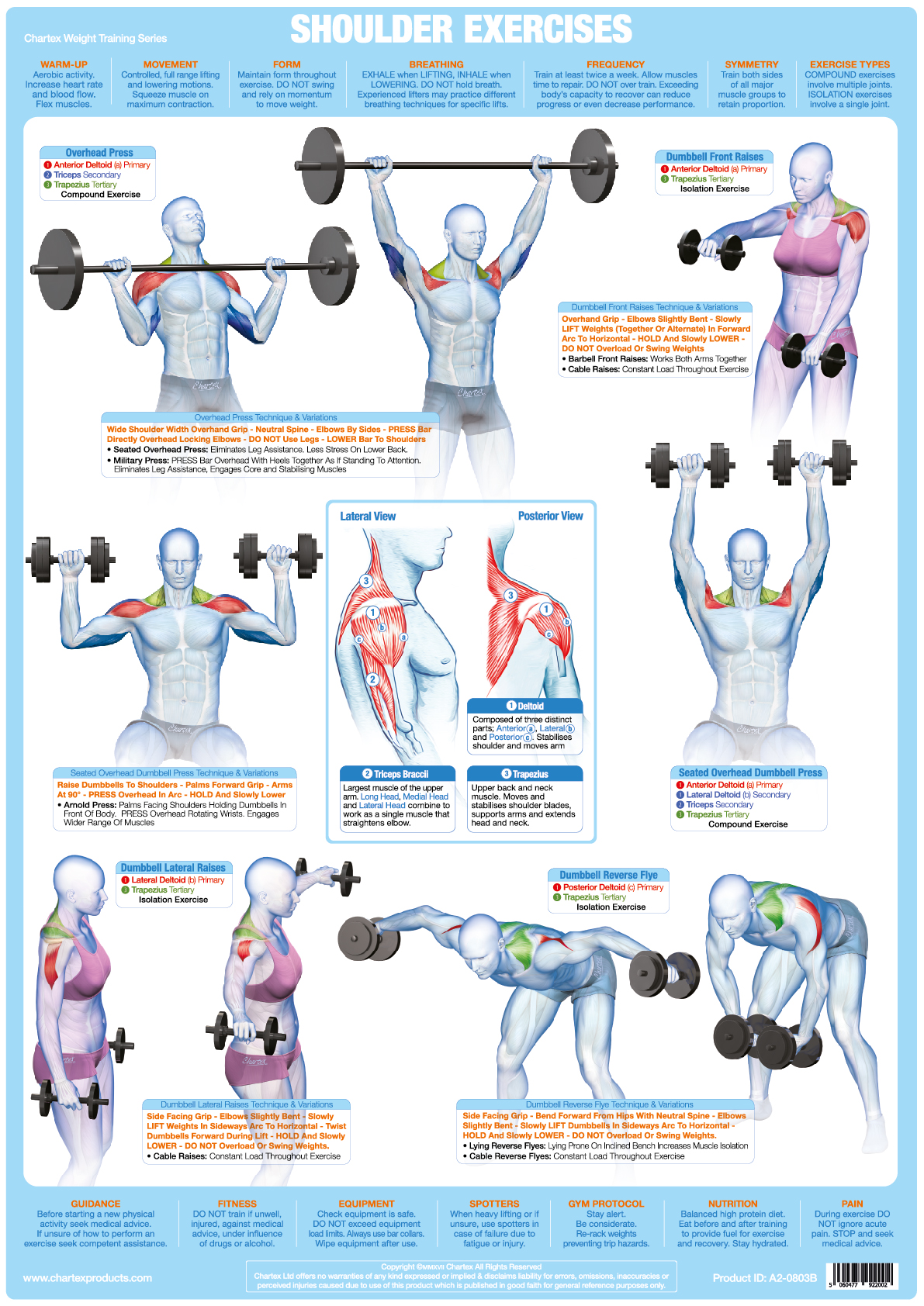 Shoulder Muscles Weight Training - A1 Chart