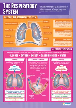 The Respiratory System - Laminated A1 Poster