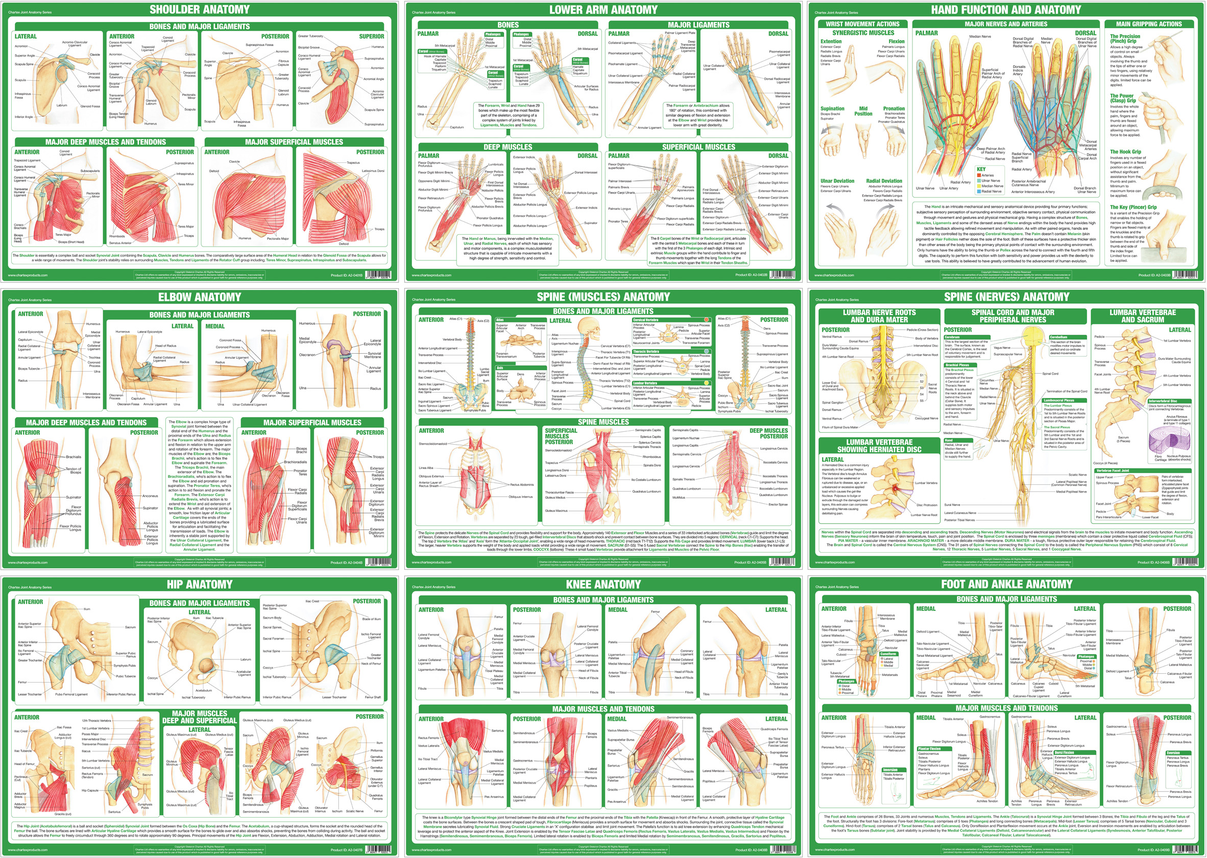 Joint Anatomy Series - Set of 9 A3 Charts