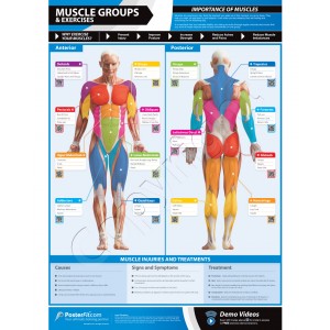 Muscle Groups & Exercises A1 laminated  Weight training poster (840mm x 595mm)