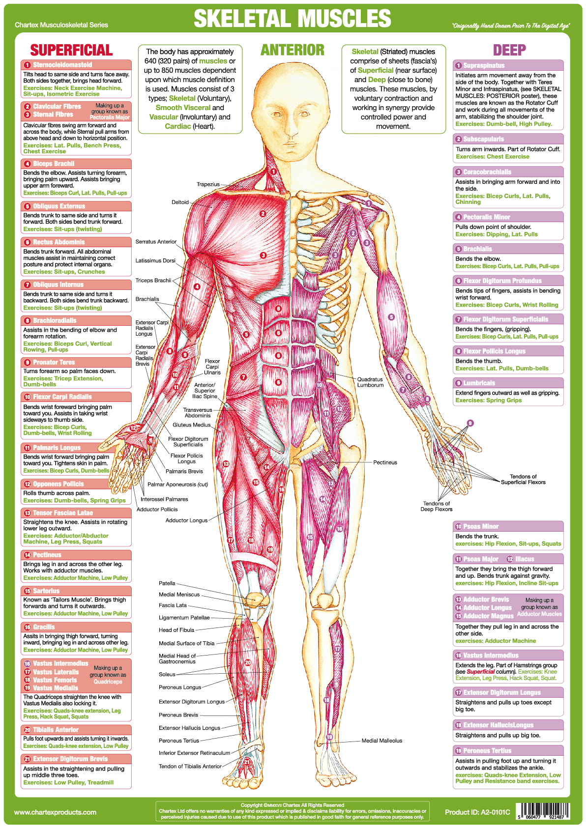 Skeletal Muscles - Anterior - A1 Chart
