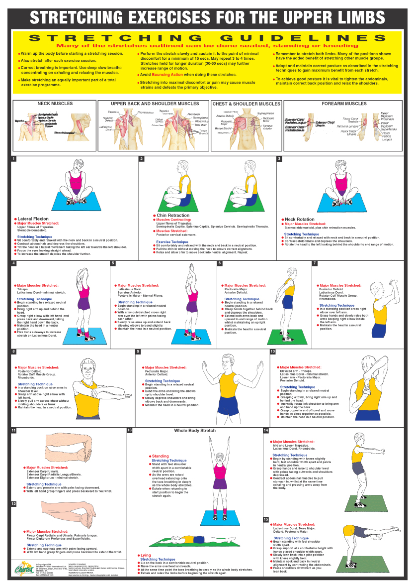 Muscle Stretch Chart