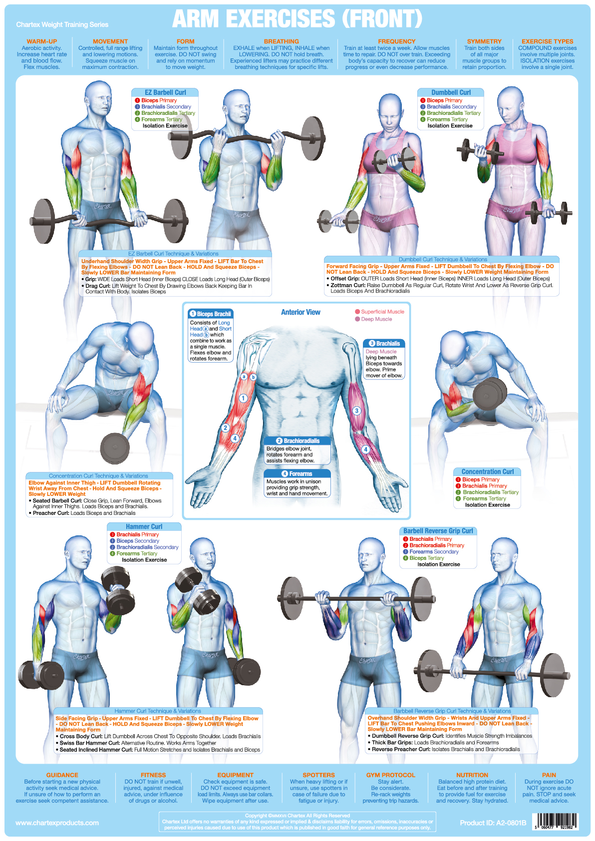 Arm Workout Chart