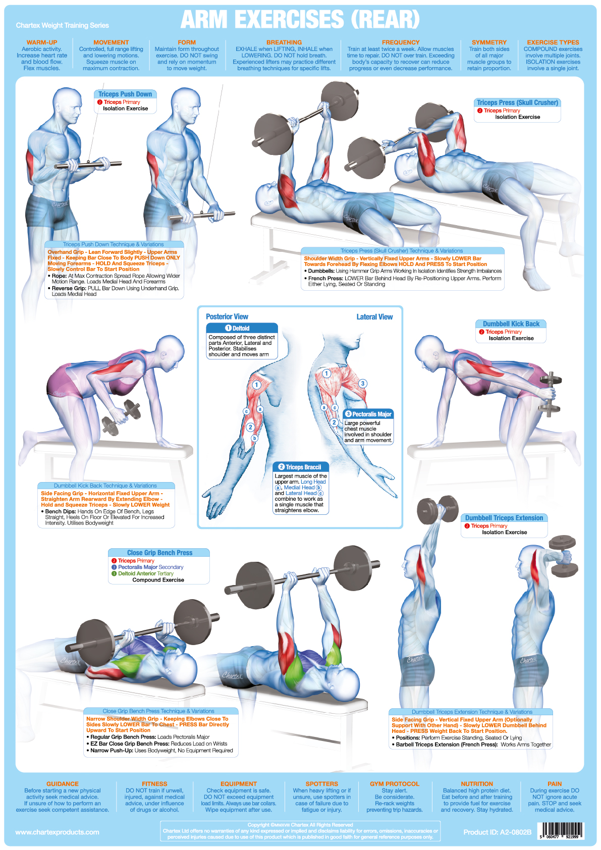 Muscle Weight Chart