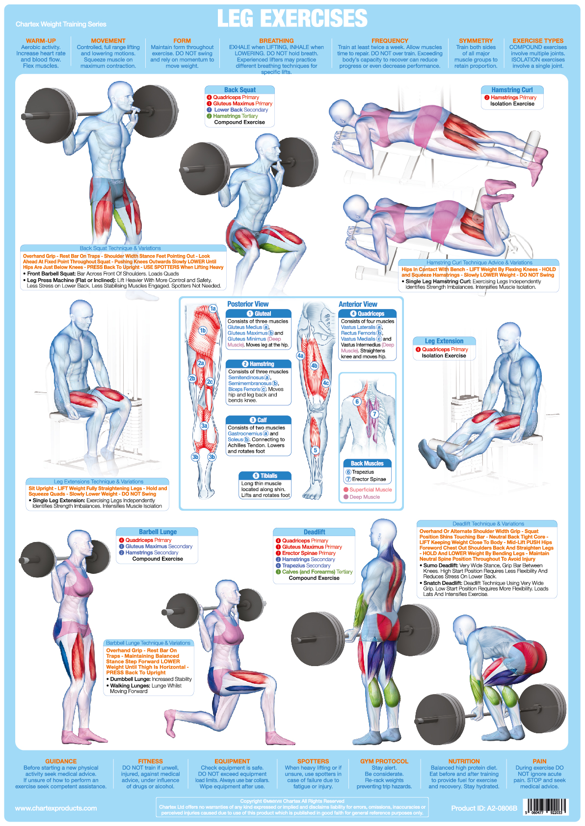 Muscle Weight Chart