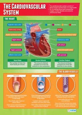 The Cardiovascular System- Laminated A1 Poster