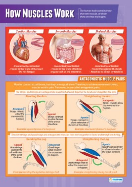 How Muscles Work - Laminated A1 Poster