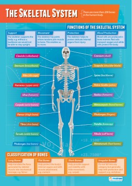 The Skeletal System - Laminated A1 Poster