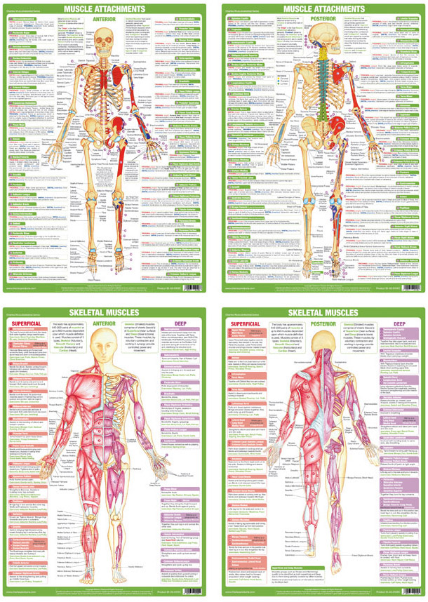Musculoskeletal Series - Set of 4 A1 Charts