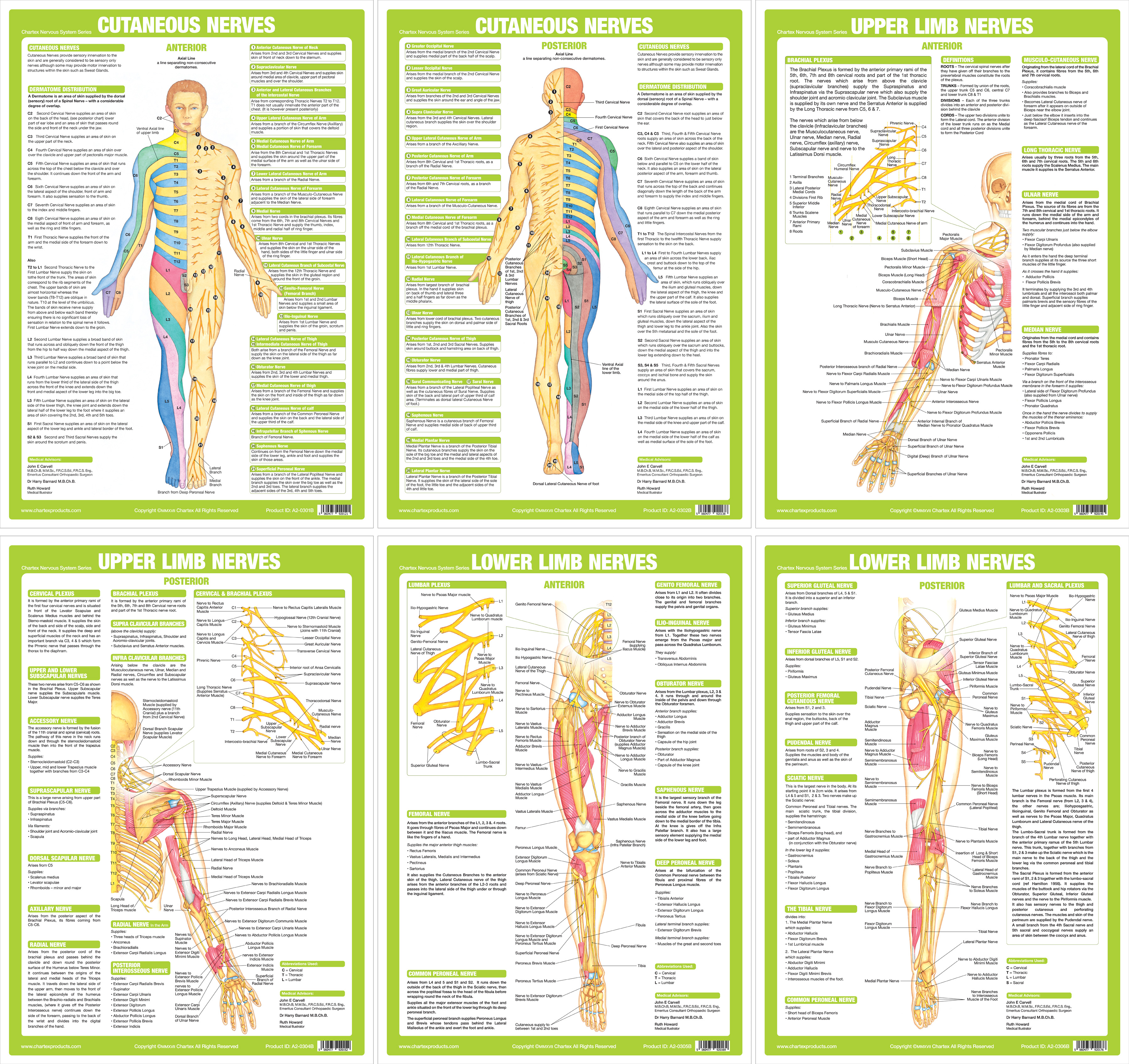 Muscle Nerve Root Chart