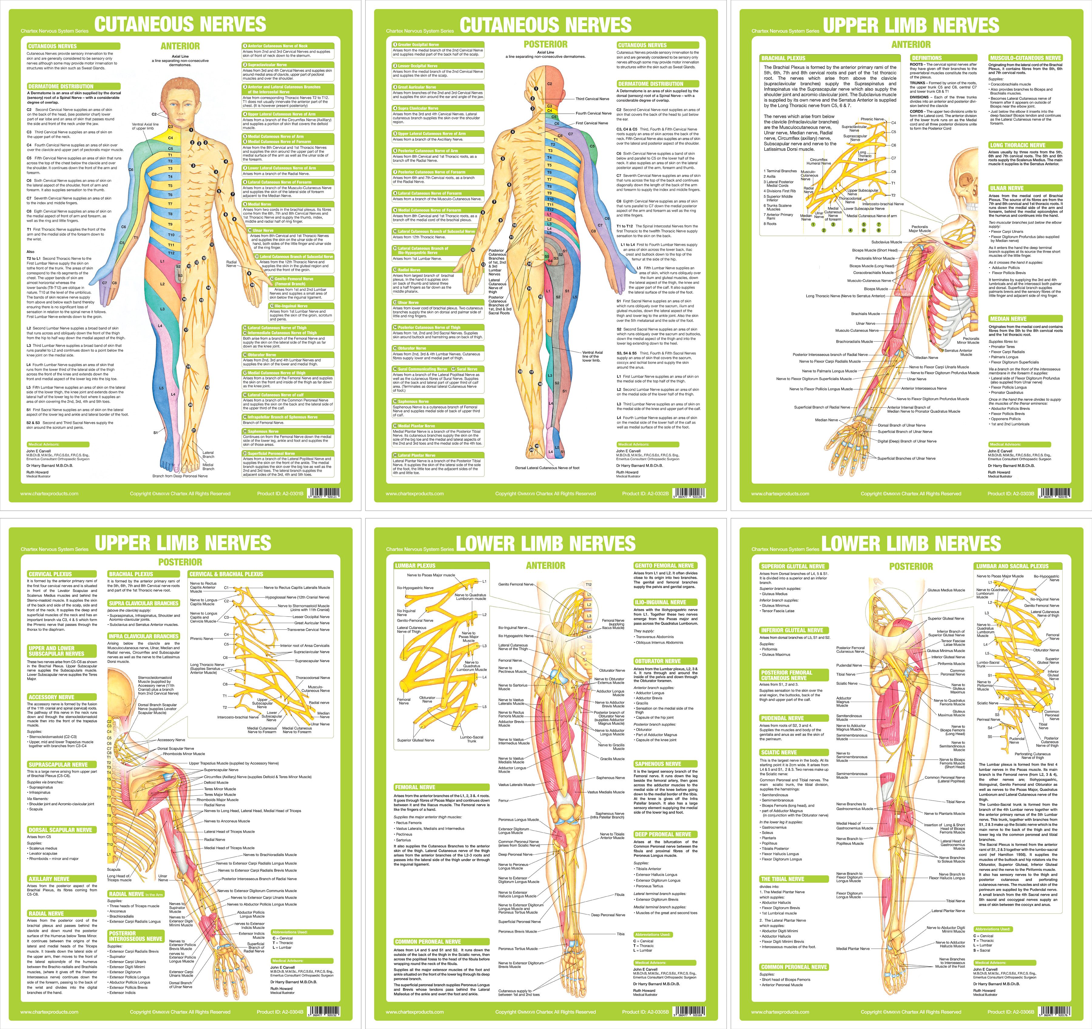 Nervous System - Set of 6 A2 Charts