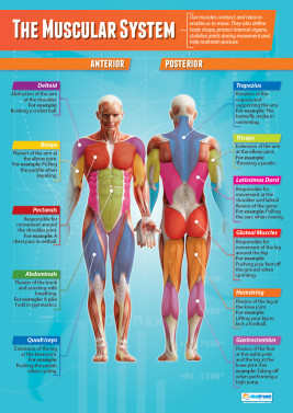 The Muscular System - Laminated A1 Poster